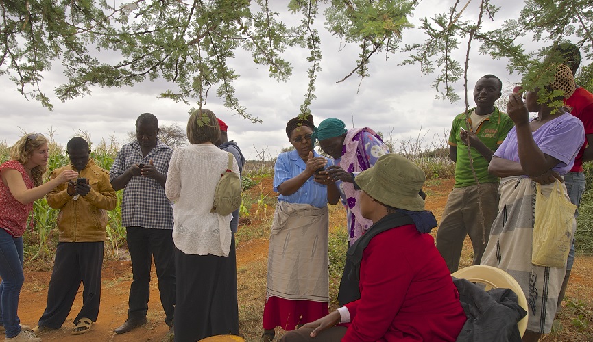 Arifu (Akengo Corp.)