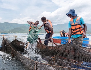 Victory Farms Limited