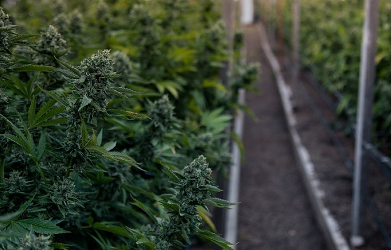 High Times for the Cannabis Business