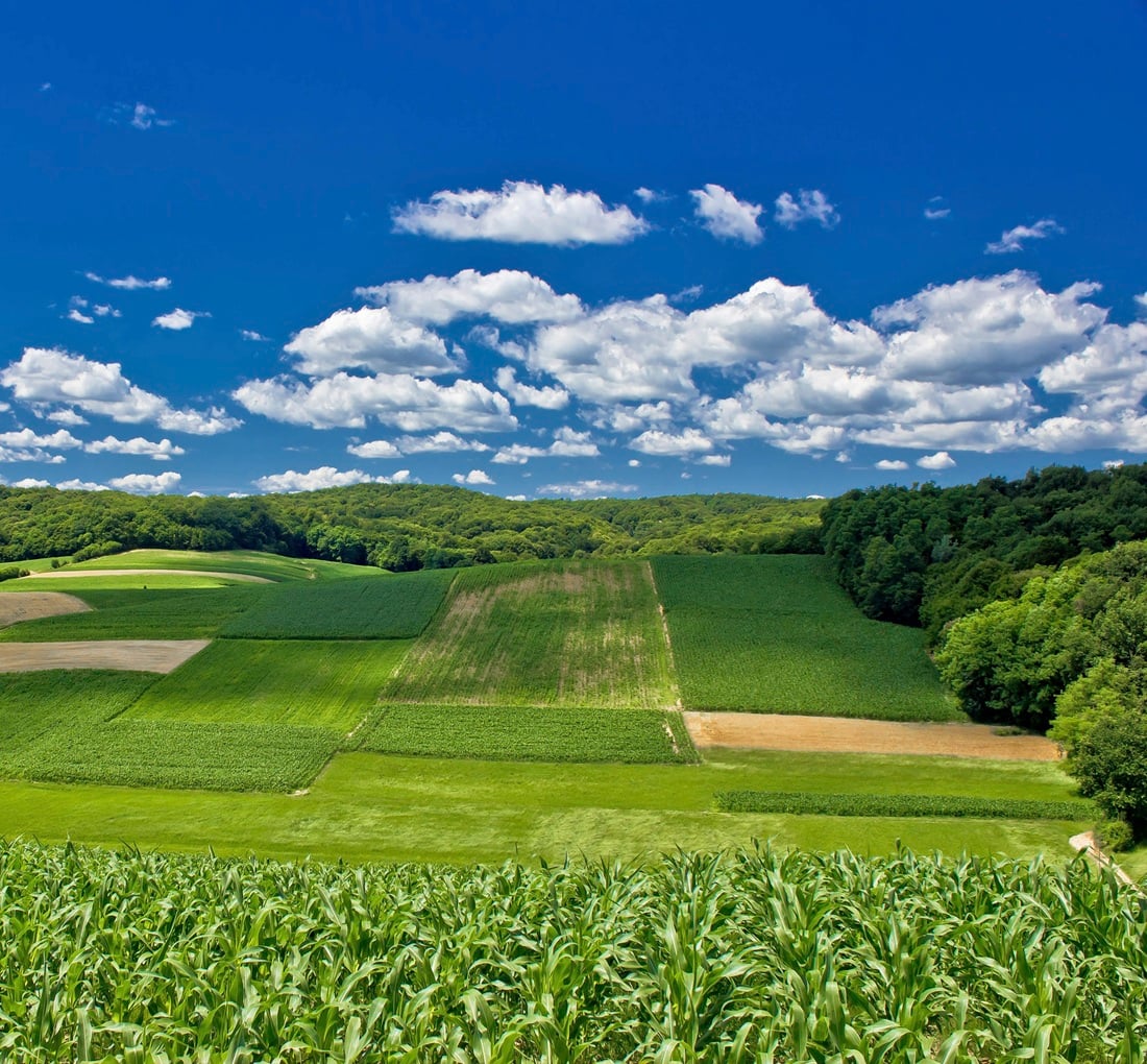 Blue skies, pasture